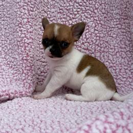 Oliver - Chocolate sabled fawn male Chihuahua puppy in Mattoon, Illinois from Lexi’s Babies