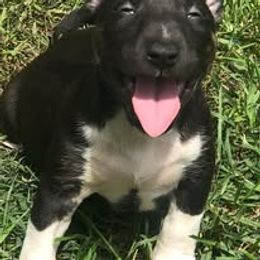 French Bulldog and Miniature Bull Terrier Puppies from Dogs of Dyhar