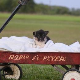 Boy 3 Tan - Black and tan male Pembroke Welsh Corgi puppy in Ville Platte, Louisiana from Flat town corgis