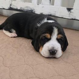 Yellow - Black red and white male Beagle puppy in Henefer, Utah from Lazy G Kennels