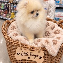 Little Finger - Pomeranian