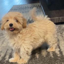 Micah - Cream male Poodle puppy in Hephzibah ( Richmond County ), Georgia from Healing Pawz LLC