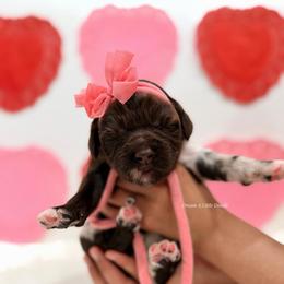Marigold - Merle female Goldendoodle puppy in Dallas County, Texas from Dream A Little Doodle