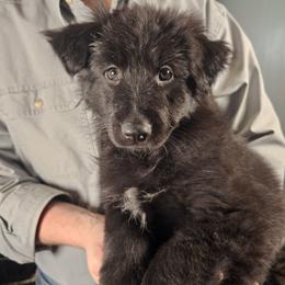 Solace (Yellow collar) - Black female German Shepherd puppy in Columbus, Indiana from Stony Lonesome GSD