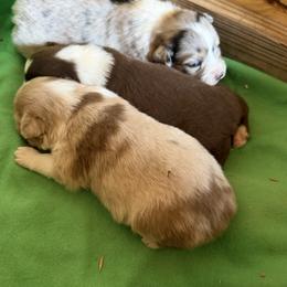 Miniature Australian Shepherd puppies from Rivermede  Miniature American Shepherds