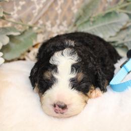 Teal - Tri-color female Bernedoodle puppy in Mississippi from Ewing Acres