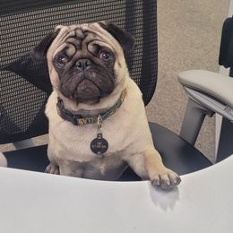 Pug All Grown Up from Yager Grumble South Texas Pugs