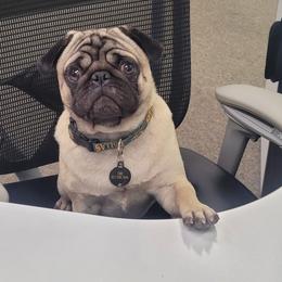 Pug All Grown Up from Yager Grumble South Texas Pugs
