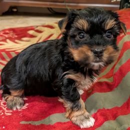 Chewy - Black and tan male Yorkshire Terrier puppy in Gatesville, Texas from KontryKritterz Yorkies