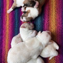 Old Time Scotch Collie Puppies from Franklin Farm Collies