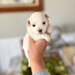 Snowflake - White female Maltipoo puppy in West Jordan, Utah from Gem Puppies of Utah