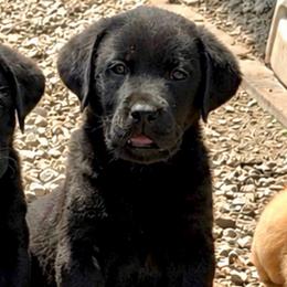 Legend - Black male Dilute Retriever puppy in Baldwin City, Kansas from Hedge Lane Labradors