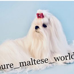 Nikko - Maltese