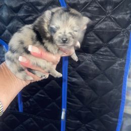 Girl 1 - female Pomeranian puppy in Avon Park, Florida from Mariska's Pomeranians