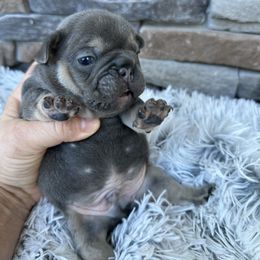 Oscar - Tricolors male French Bulldog puppy in Jacksonville, Florida from Jacksonville Frenchies