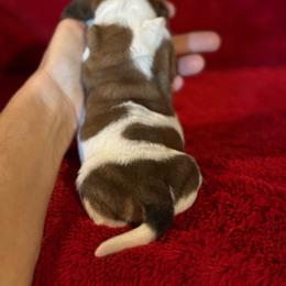 Emmy Lou - Mahogany and white female Basset Hound puppy in Hillsboro, West Virginia from Bear Foot Bassets Of West Virginia