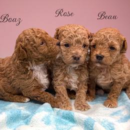 Poodle Puppies from KC Poodles of PA