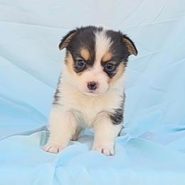 Shania x Wilson Purple Collar - Black and tan female Pembroke Welsh Corgi puppy in Grass Valley, California from Triple M Ranch Corgi's