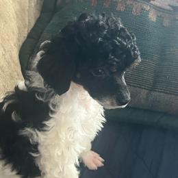Rose-Red Collar - Phantom female Poodle puppy in Winter Haven, Florida from Herdez’s Poodles