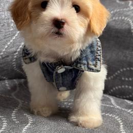 Astro - Parti male Maltipoo puppy in Bakersfield, California from Silvia's Maltipoos