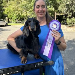 Dachshund All Grown Up from Rare Treat Dachshunds