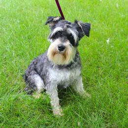 Miniature Schnauzer and Poodle All Grown Up from Schaible Schnauzers