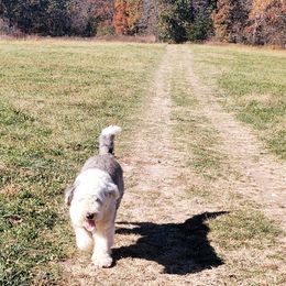 Gus - Old English Sheepdog