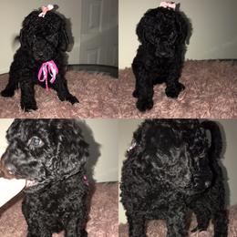 Goldendoodle Puppies from Zeusthemoosedoodles