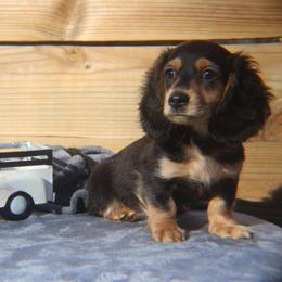 Cinna - Black and cream male Dachshund puppy in Hazlehurst, Georgia from DrakeFire Dachshunds