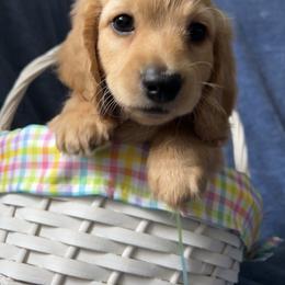 Dachshund Puppies from Zacha’s Doxie House
