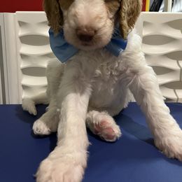 Goldendoodle Puppies from Zany Doodlez