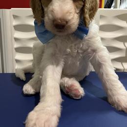 Goldendoodle Puppies from Zany Doodlez