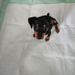 Baby boy - Black and tan male Miniature Pinscher puppy in Caldwell, Idaho from Haley Gross's 	Rhodesian Ridgebacks and Minature Pinchers