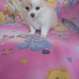 Boy 2 - Gold and white male Chihuahua puppy in Palm Coast, Florida from Pampered Chihuahuas