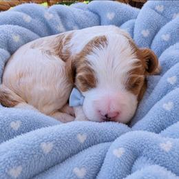 Wishbone - Blenheim male Cavapoo puppy in Fordland, Missouri from K&K's Puppy Kingdom