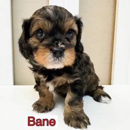 Bernedoodle, Cavapoo, Cockapoo, and Goldendoodle Puppies from Cactus Doods