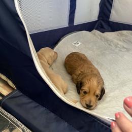 AKC Shaded Cream Mini longhair female - Cream female Dachshund puppy in Canyon Lake, Texas from M&Ms Dachshunds of Central Texas