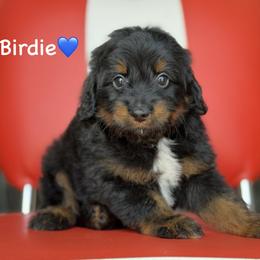 Birdie - Black phantom male Aussiedoodle puppy in Lancaster, Minnesota from Finney Ranch