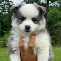 G3 - Slate female Border Collie puppy in Milton, Pennsylvania from C&C Border Collies