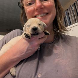 PurpleishPink - Light golden female Golden Retriever puppy in Madison, Ohio from Heckmans English Cream Golden Retrievers
