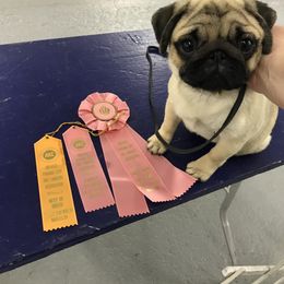 Pug Puppies from Pickwick Pugs