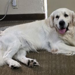 Golden Retriever puppies from Golden Point Retrievers