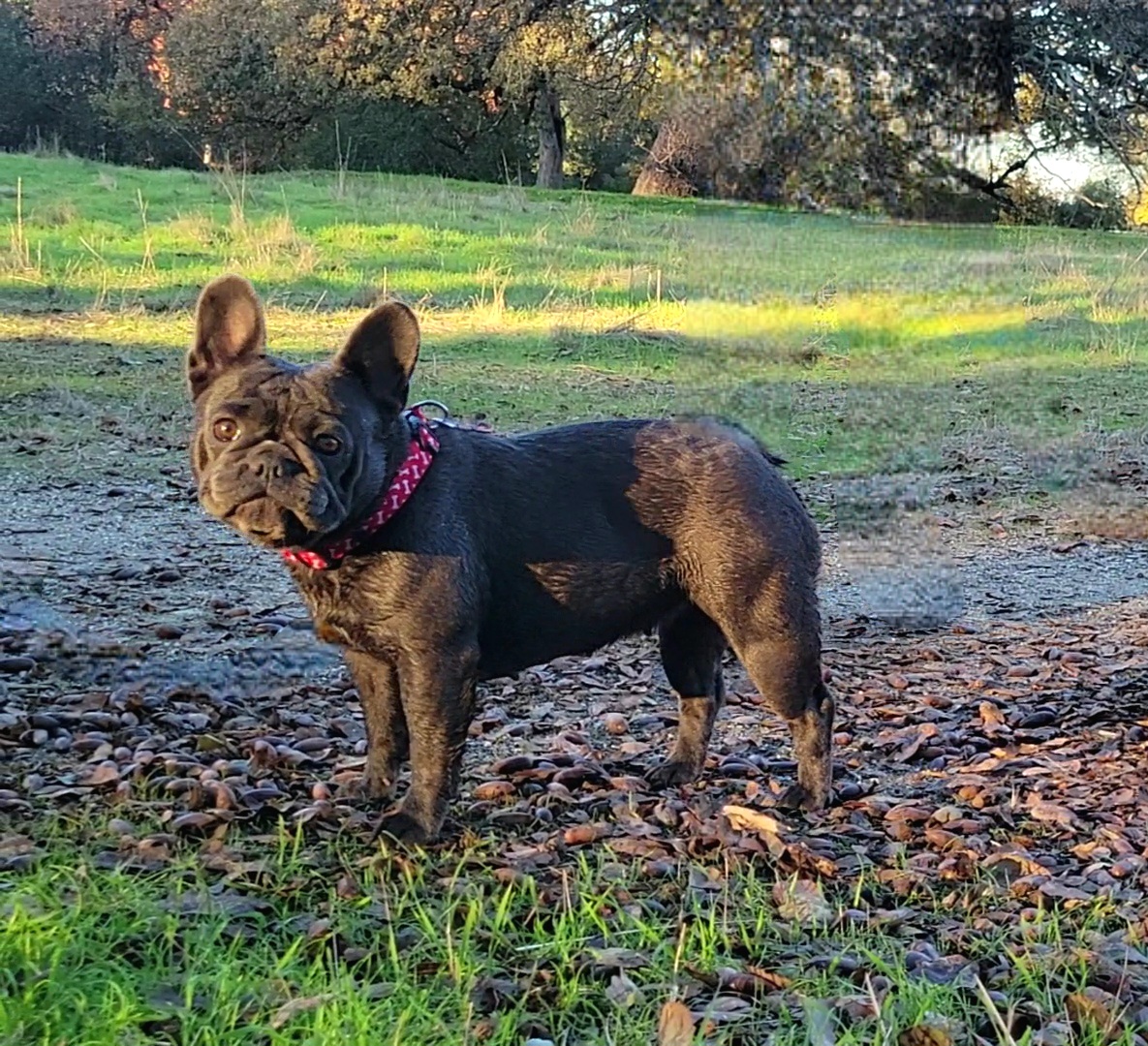 Ally - French Bulldog