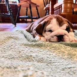 Bulldog Puppies from K&D Bulldogs