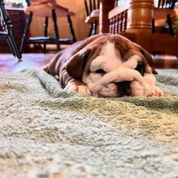 Bulldog Puppies from K&D Bulldogs