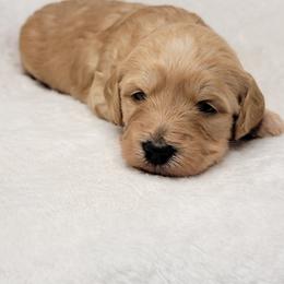 Goldendoodle Puppies from Lake Village Doodles