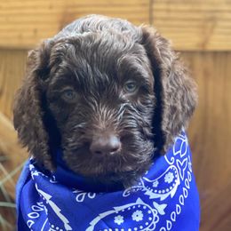 Boy 5 - Chocolate Australian Labradoodle puppy in Kingwood, Texas from Big Tex Australian Labradoodles
