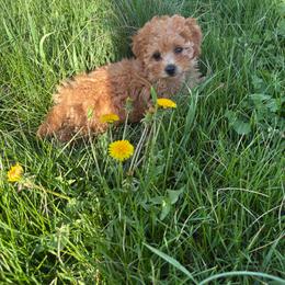 Callie - Red female Maltipoo puppy in Feasterville Trevose, Pennsylvania from HMH’s Maltipoos & Cavaliers