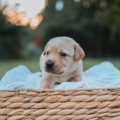 Labrador Retriever Puppies from Barefoot Kennels, LLC