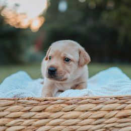 Labrador Retriever Puppies from Barefoot Kennels, LLC